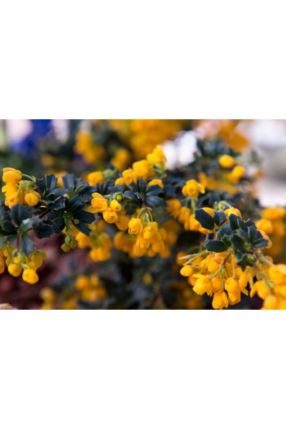 Барбарис Дарвіна Компакта полив